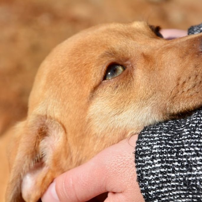 A golden dog resting its head on a person's arm