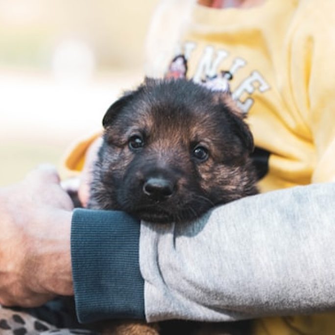 A shepherd puppy cradled in someone's arms