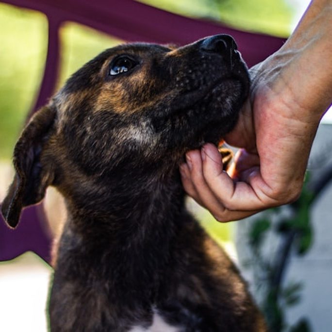A dark brindle puppy getting a chin scratch